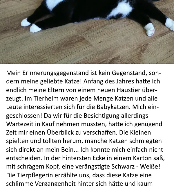 Katze