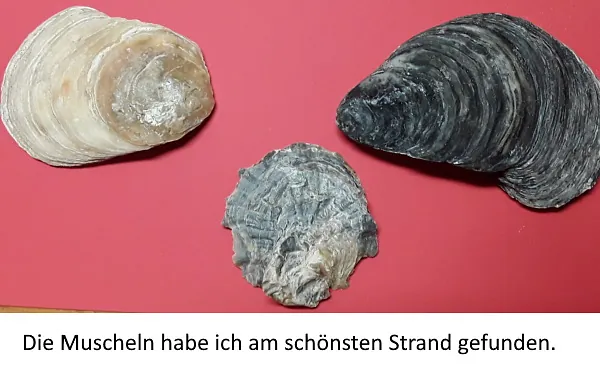 Muscheln